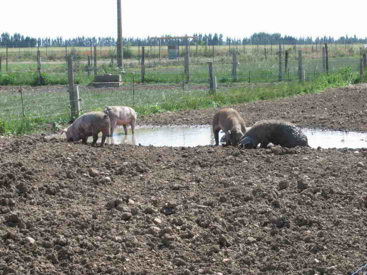 ferme_034.jpg