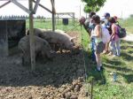 ferme_036.jpg