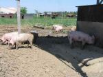 ferme_038.jpg