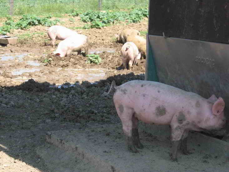 ferme_039.jpg