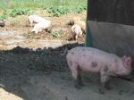 ferme_039.jpg