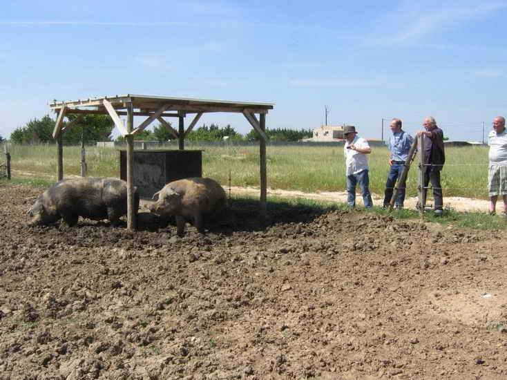 ferme_043.jpg