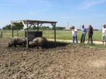 ferme_043.jpg