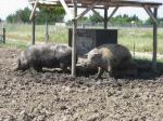 ferme_044.jpg