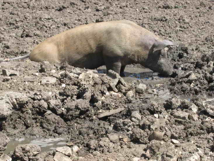 ferme_048.jpg