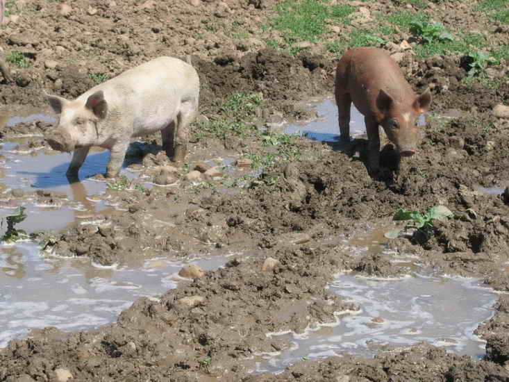 ferme_051.jpg
