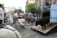 IMG_7387.JPG